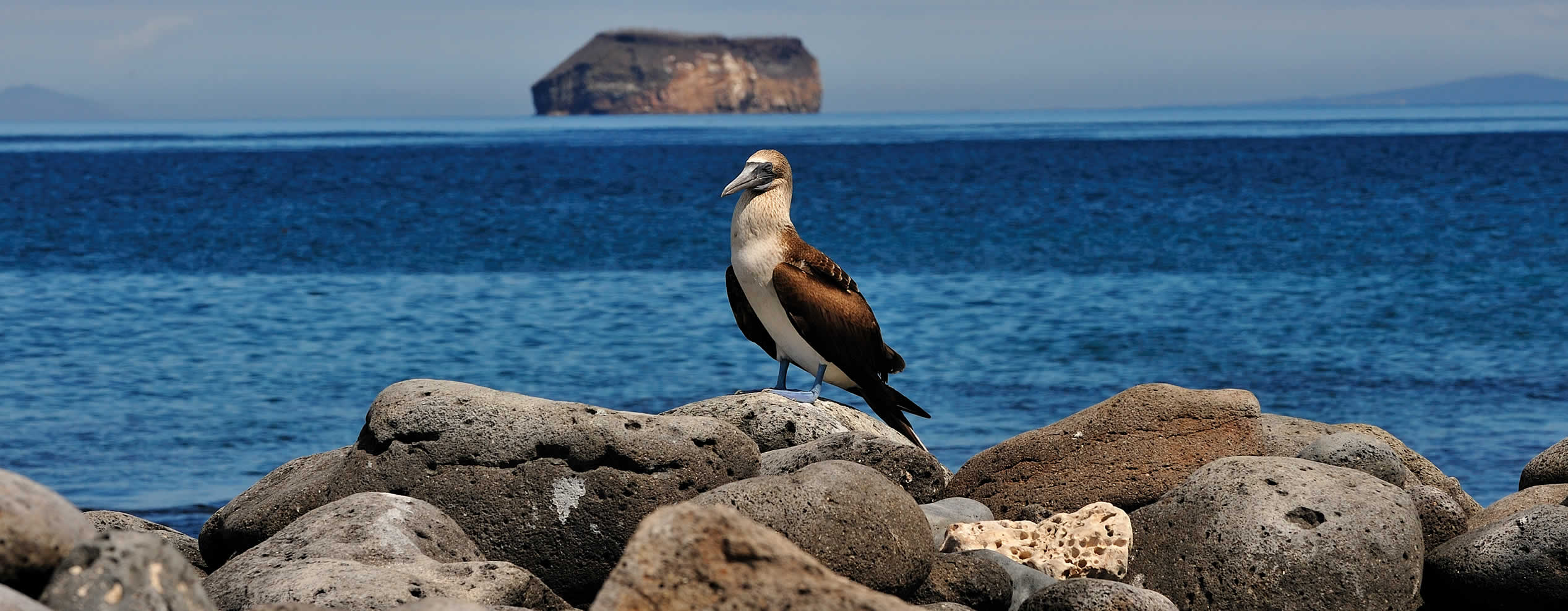 The Galapagos beaches