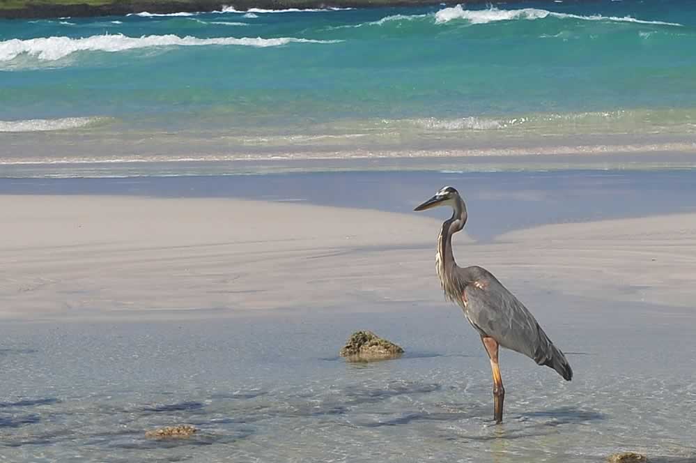 Galapagos birds