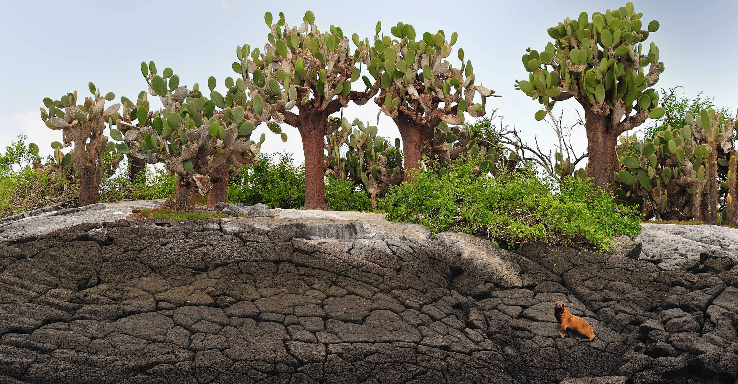 The Galapagos beaches