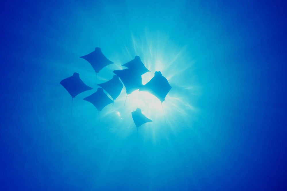 Cownose rays at Galapagos