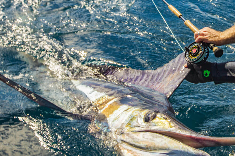 Galapagos Blue Marlin