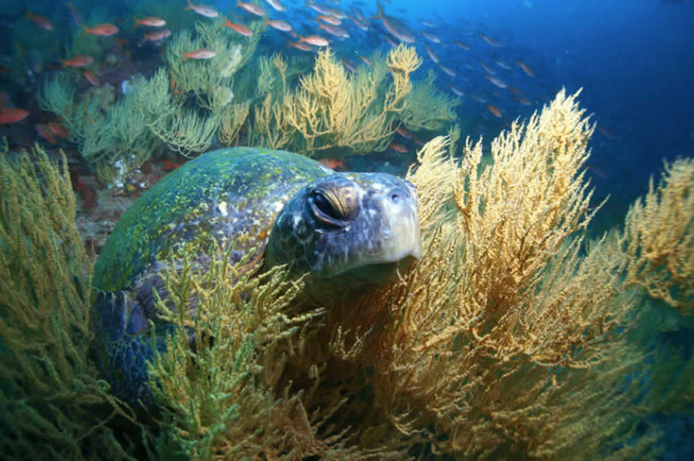 Galapagos sea turtle