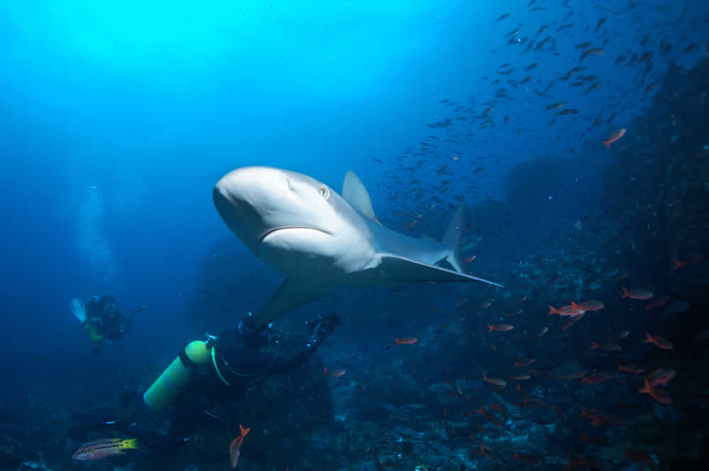 Scuba divers with white sharks under the sea in Galapagos