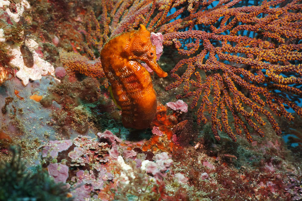 Galapagos sea horse