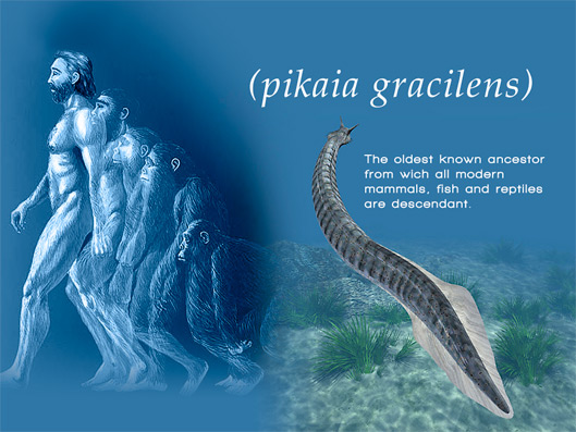 Pikaia Gracilens
