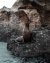 Sea Lion.jpg