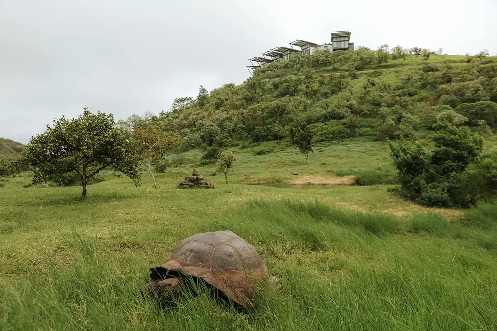 Giant tortoise in the reserve with Pikaia Lodge on the hill