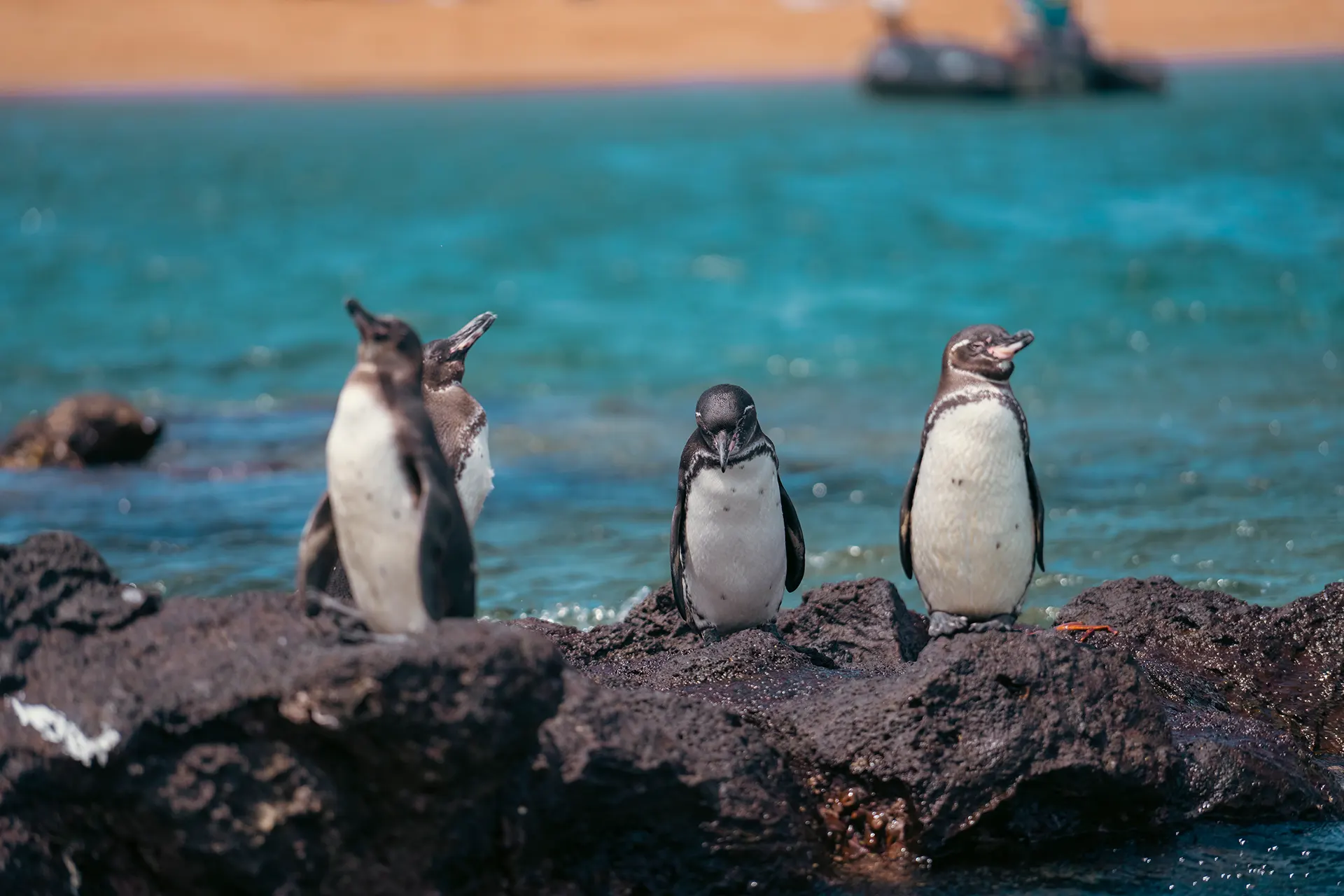 Pikaia Lodge Offer