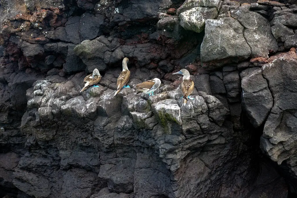 Blue-footed boobies on volcanic rock in the Galápagos
