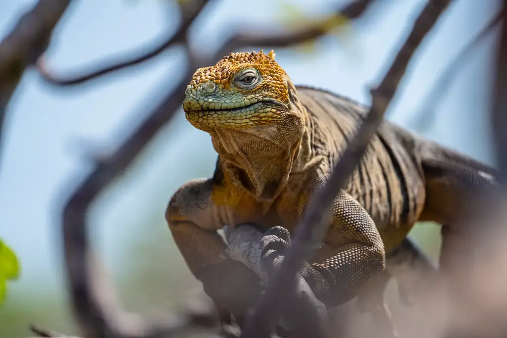 Galápagos land iguana on a branch