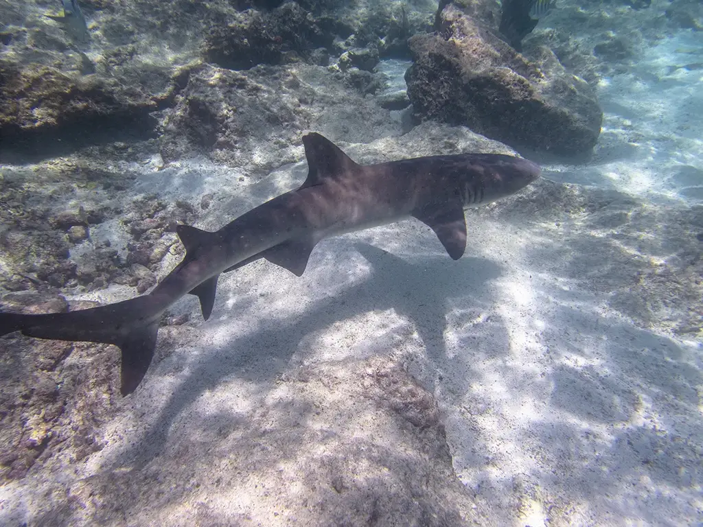 Whitetip reef shark in Galápagos waters
