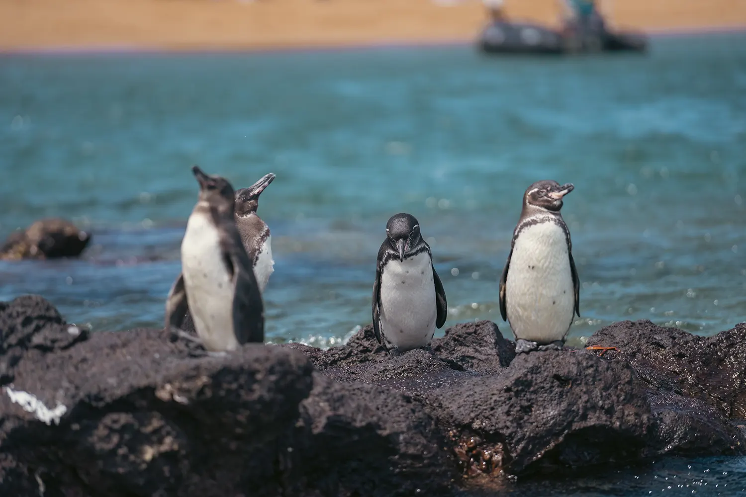 Wildlife — 4