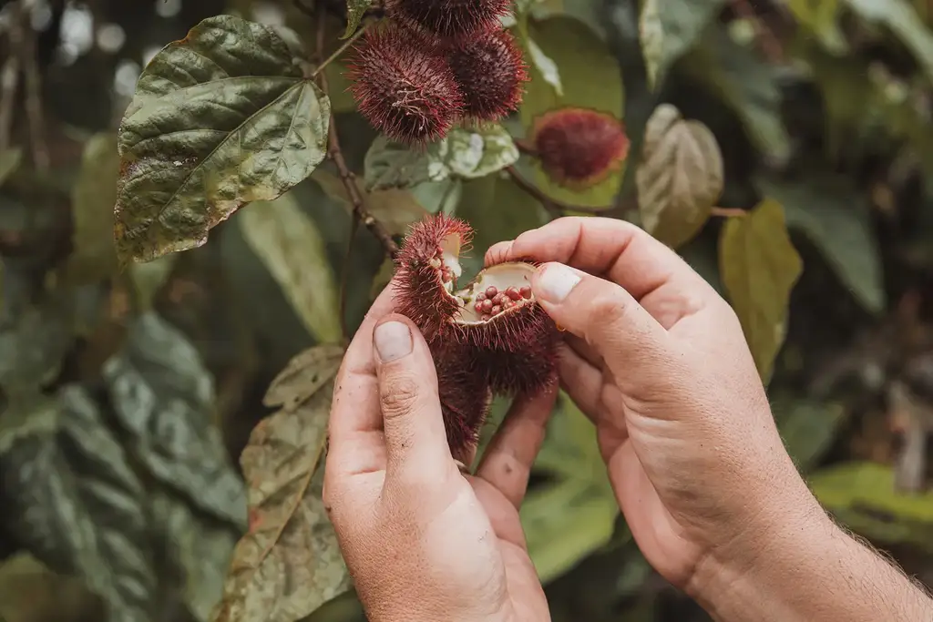 Hands opening a fresh achiote pod in the Galápagos highlands