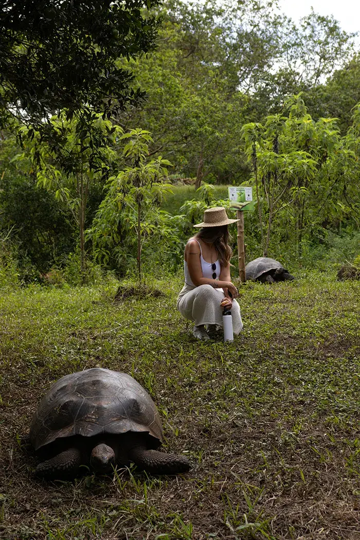 Photographing a giant tortoise