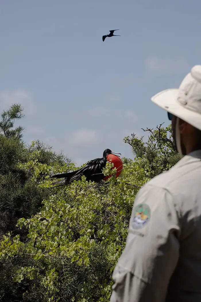 Birdwatching in the Galápagos