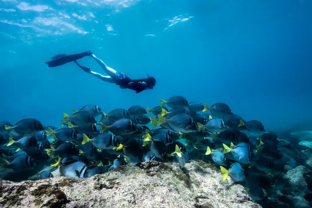 Snorkeling among tropical fish in Galápagos waters