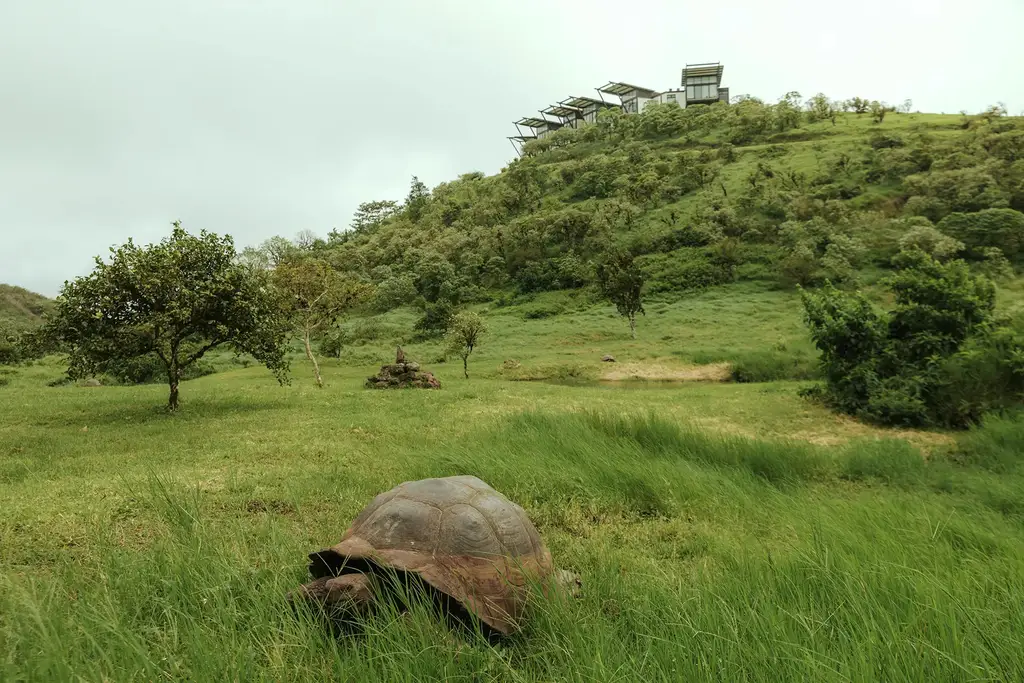Giant tortoise in the Galápagos with Pikaia Lodge on the hillside